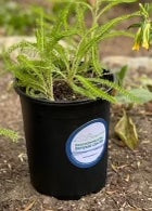 EcoStiks® supports the Environmental Defense Center