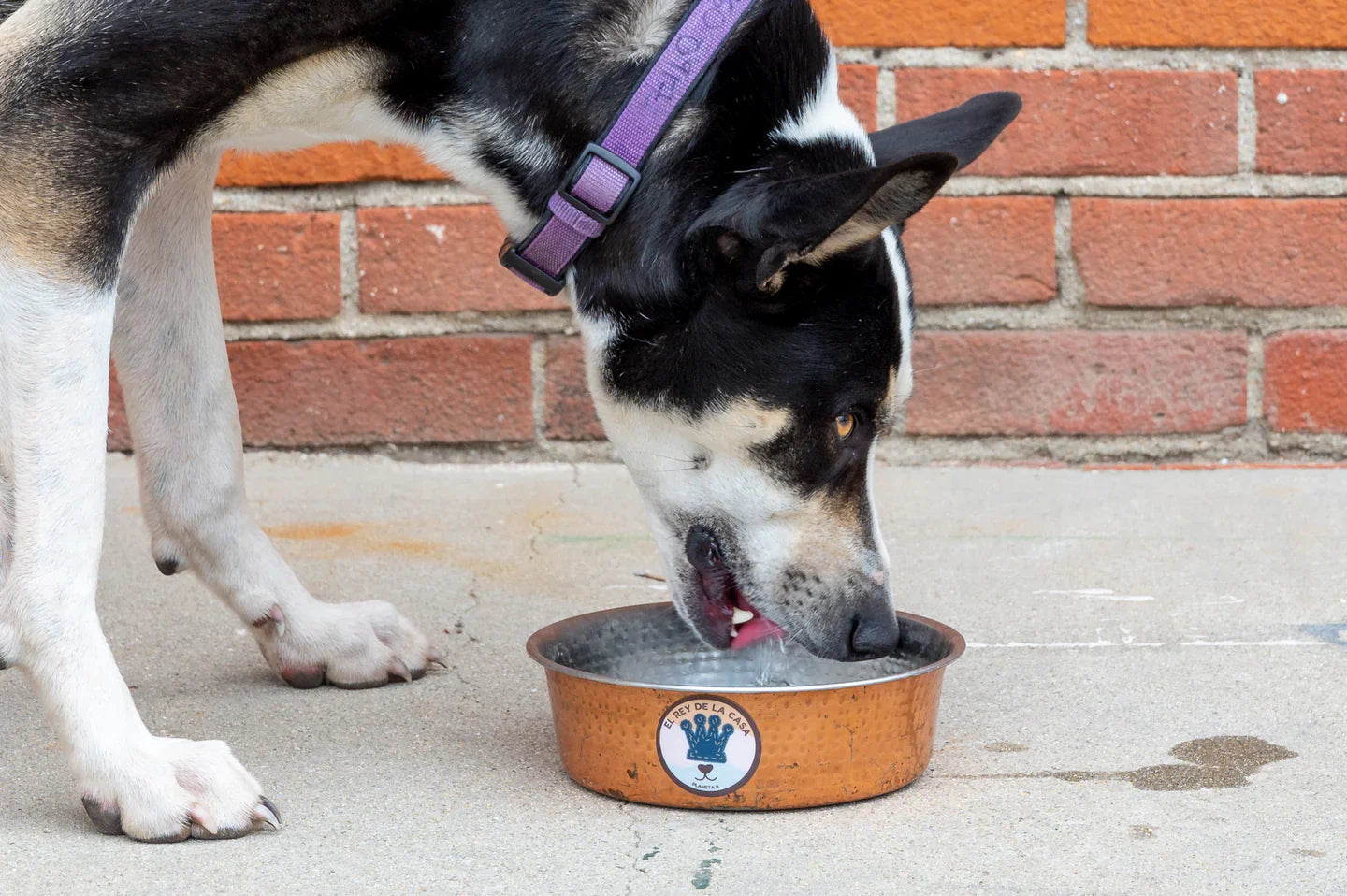 Why EcoStiks® Sticker Patches Are a Natural Fit for the Pet Industry