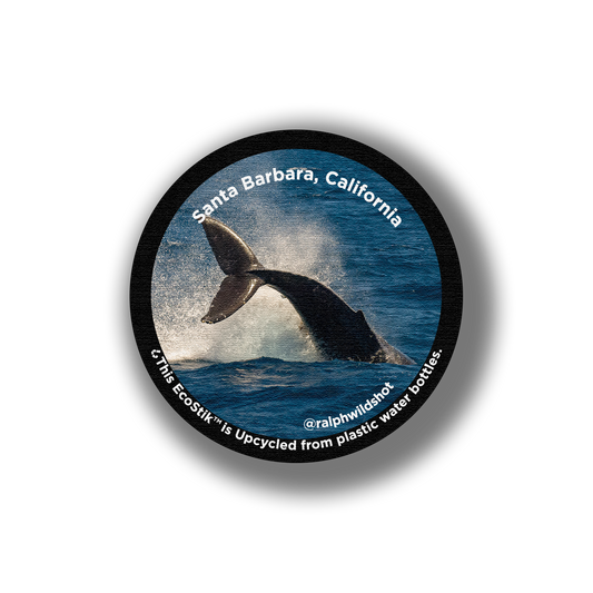 3" x 3" Santa Barbara Whale EcoStiks Patches